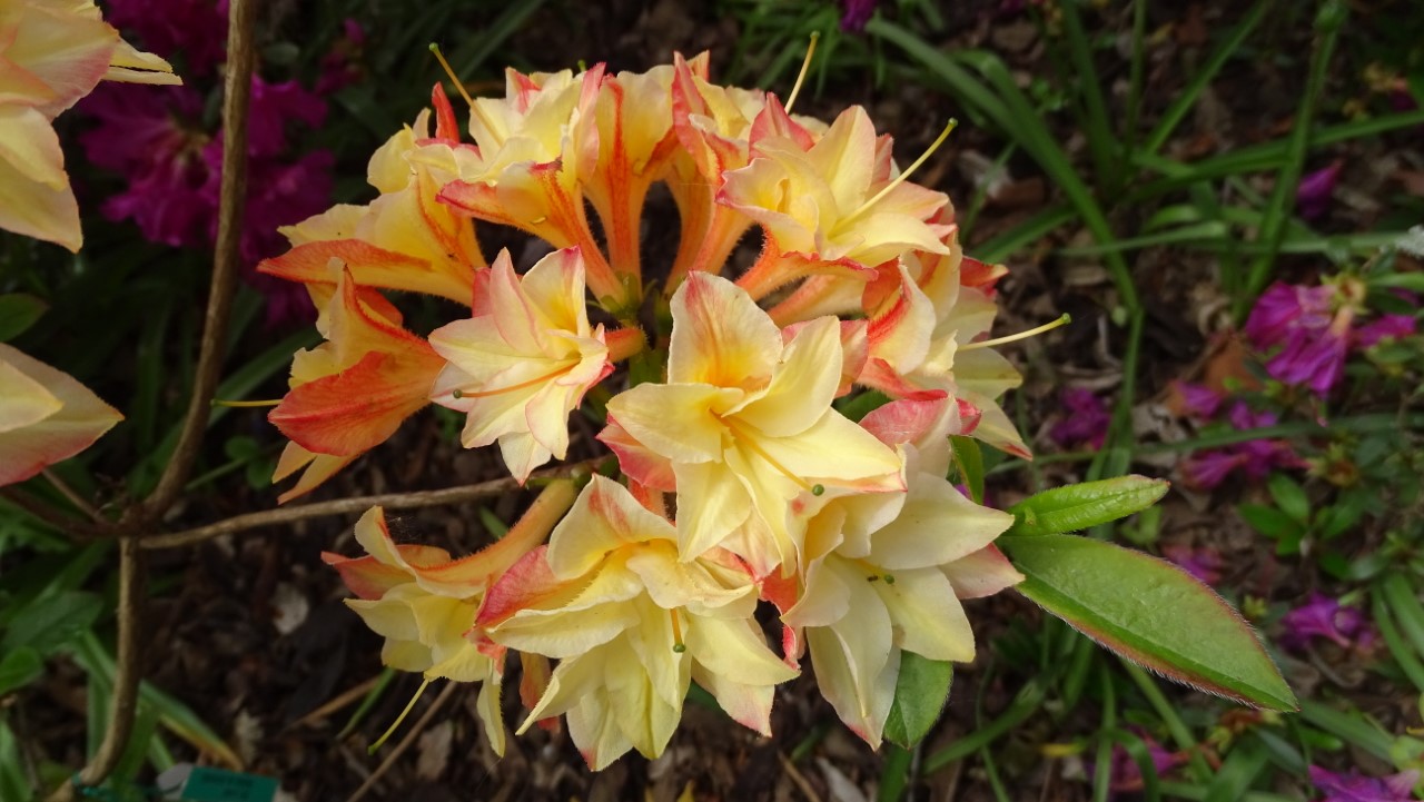 'Cannon's Double' AGM